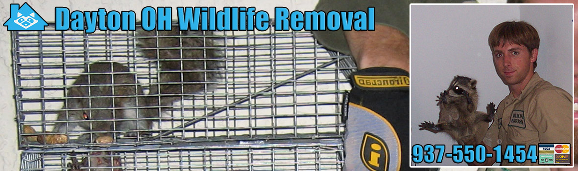 Dayton Wildlife and Animal Removal